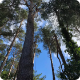 tree felling